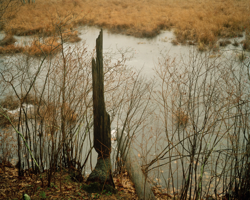 Forest Kelley, The Beaver Pond, 2009
